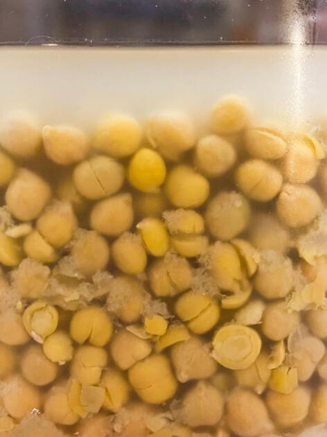 garbanzos fermentados